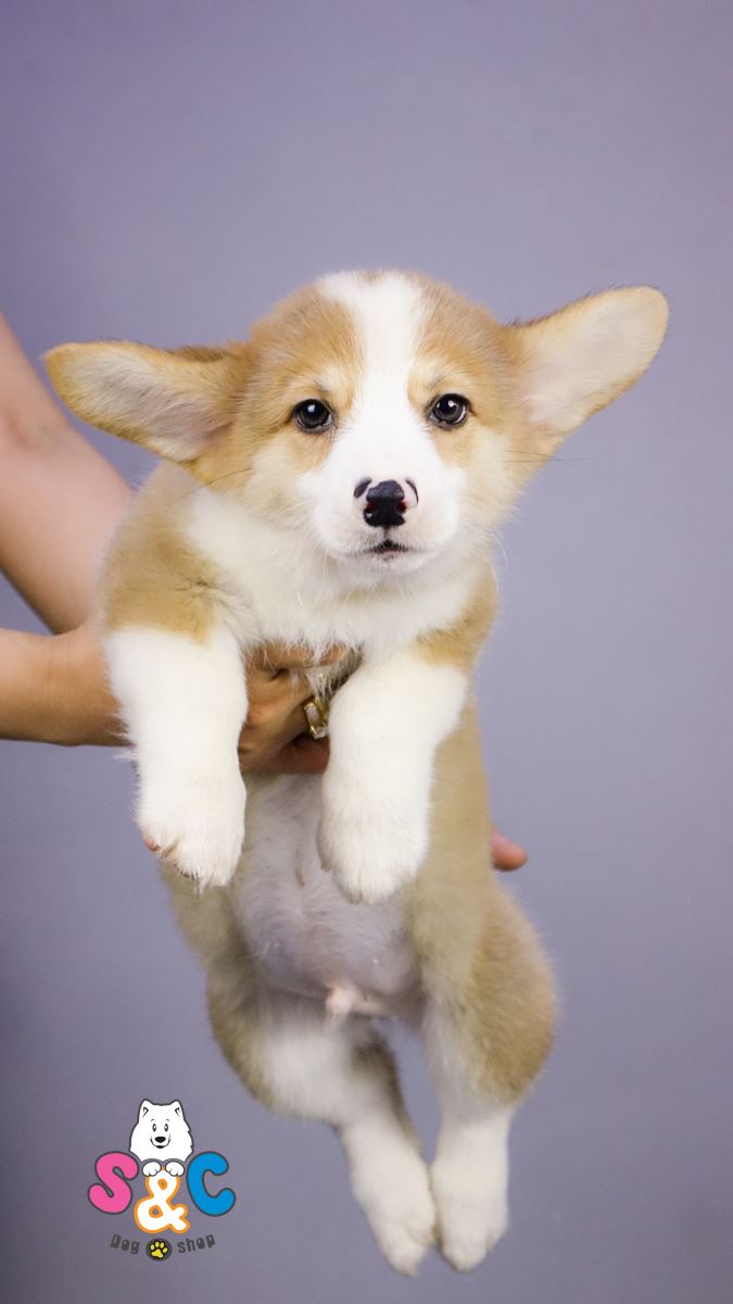 Mua chó corgi ở đâu giá rẻ nhất tại TP.HCM