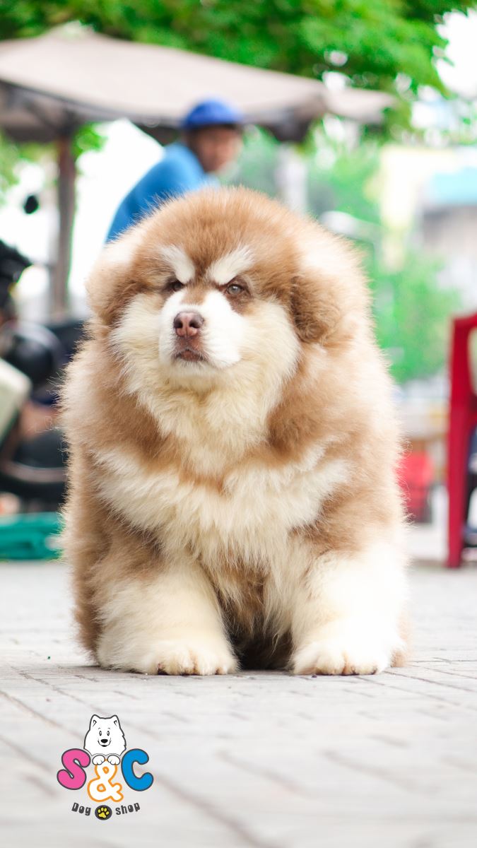 quy-trình-tắm-chó-alaska-đúng-cách