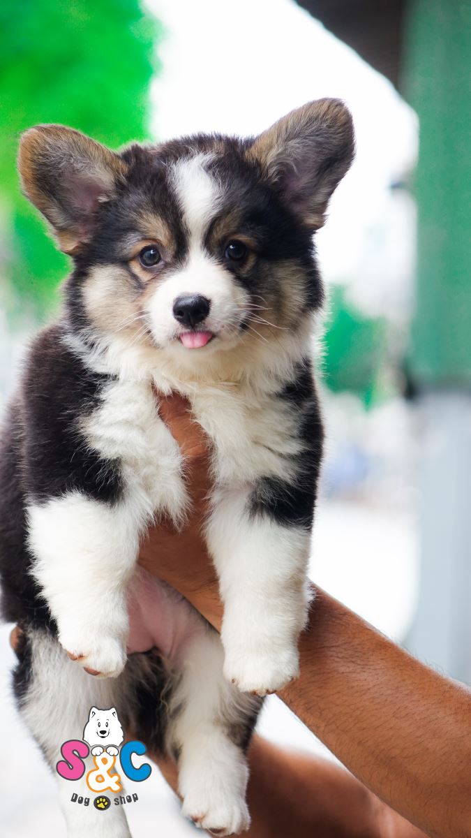 Cách nhận biết chó Corgi thuần chủng?