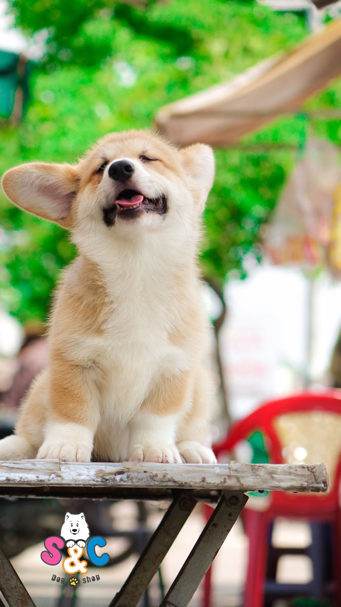 Cách nhận biết chó Corgi thuần chủng?