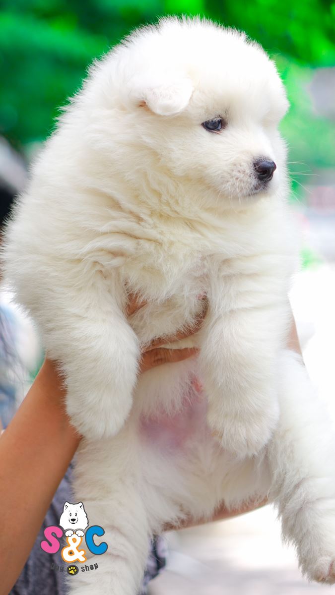 Những yếu tố cơ bản giúp phân biệt chó alaska và chó husky