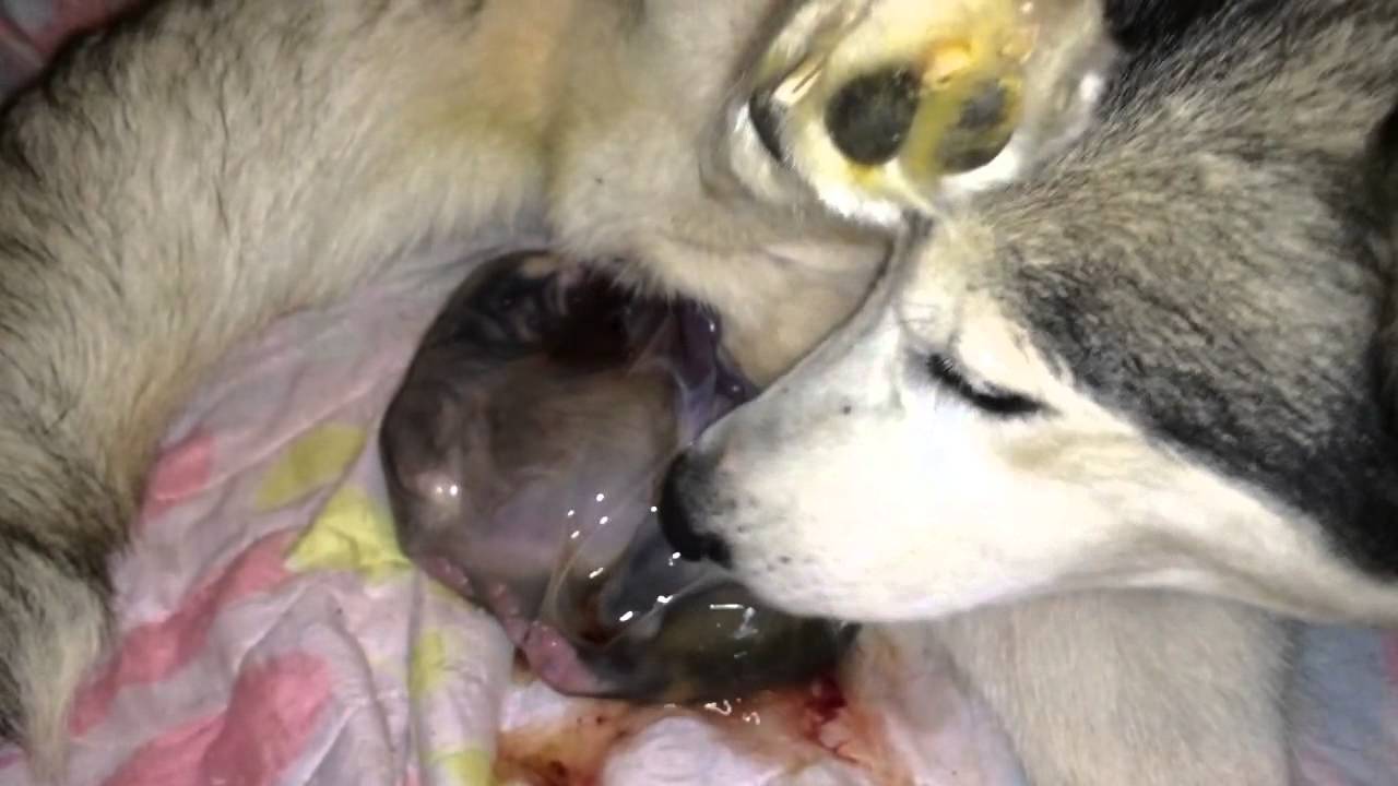 Kinh Nghiệm Chăm Sóc Chó Alaska Đẻ