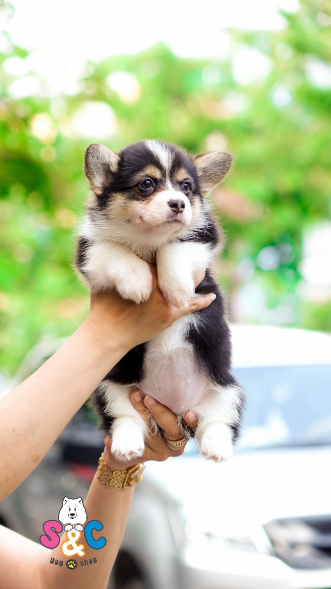 Giải đáp thắc mắc có nên mau chó corgi trên chợ tốt không?