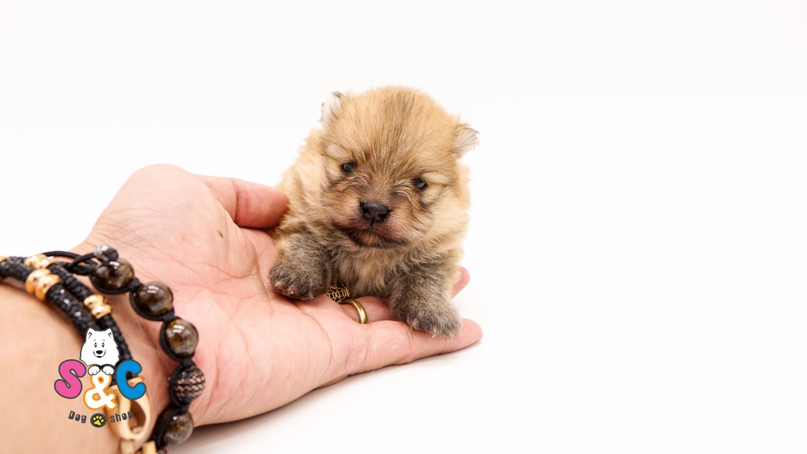 5 giống chó mini đẹp thích hợp cho không gian nhỏ