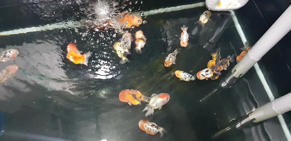 Bán cá Ranchu Thái, cá Ranchu Trung Quốc phải thật bản lĩnh mới thành công