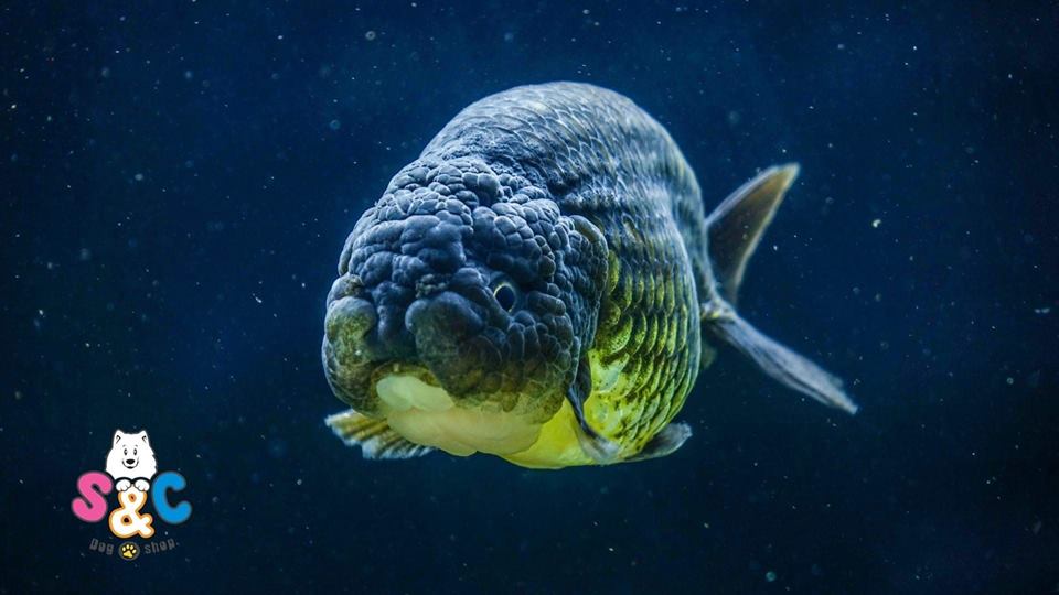 Cá Ranchu có dễ nuôi không?