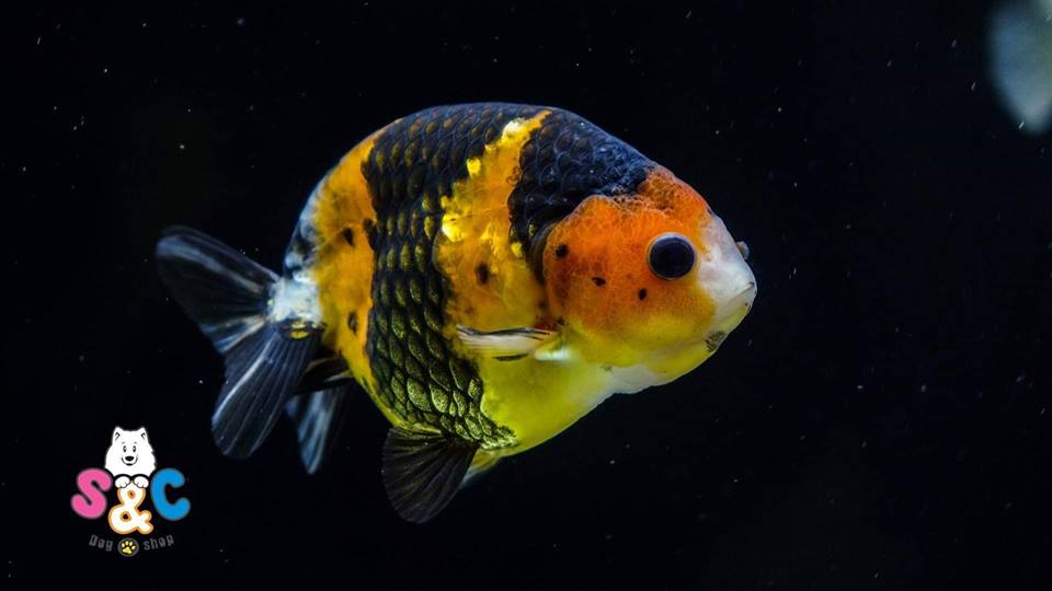 Cá Ranchu có dễ nuôi không?
