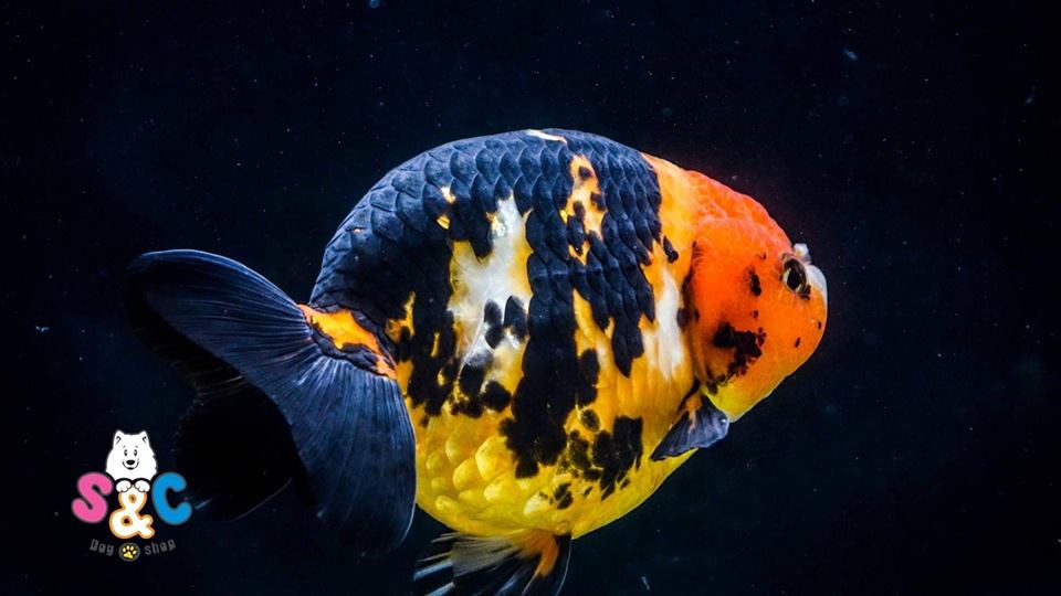 Cá kiểng Ranchu một trong “top” 6 loại cá kiểng hot nhất hiện nay