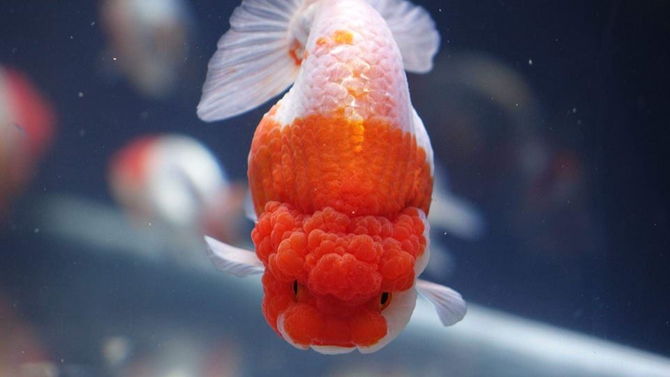 Cá kiểng Ranchu một trong “top” 6 loại cá kiểng hot nhất hiện nay
