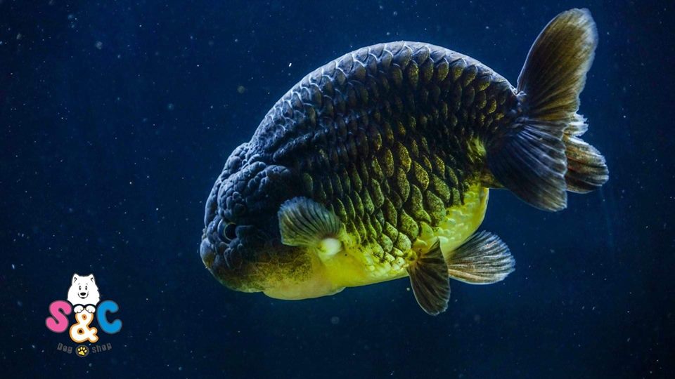 Cá kiểng Ranchu một trong “top” 6 loại cá kiểng hot nhất hiện nay