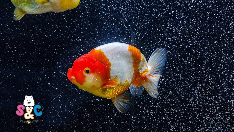 mua ca ranchu hcm