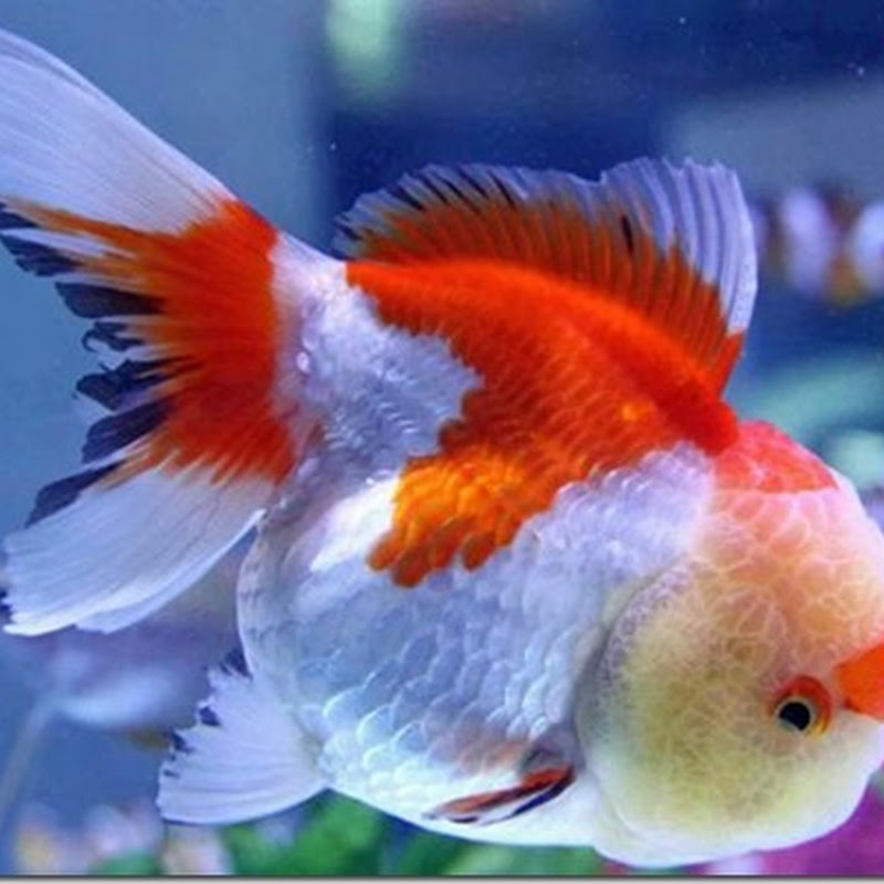 Cá vàng Oranda và cá Ranchu có phải là một không?