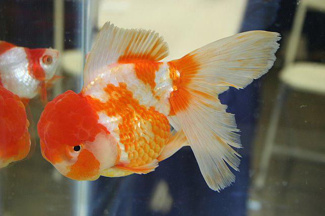 Cá vàng Oranda và cá Ranchu có phải là một không?