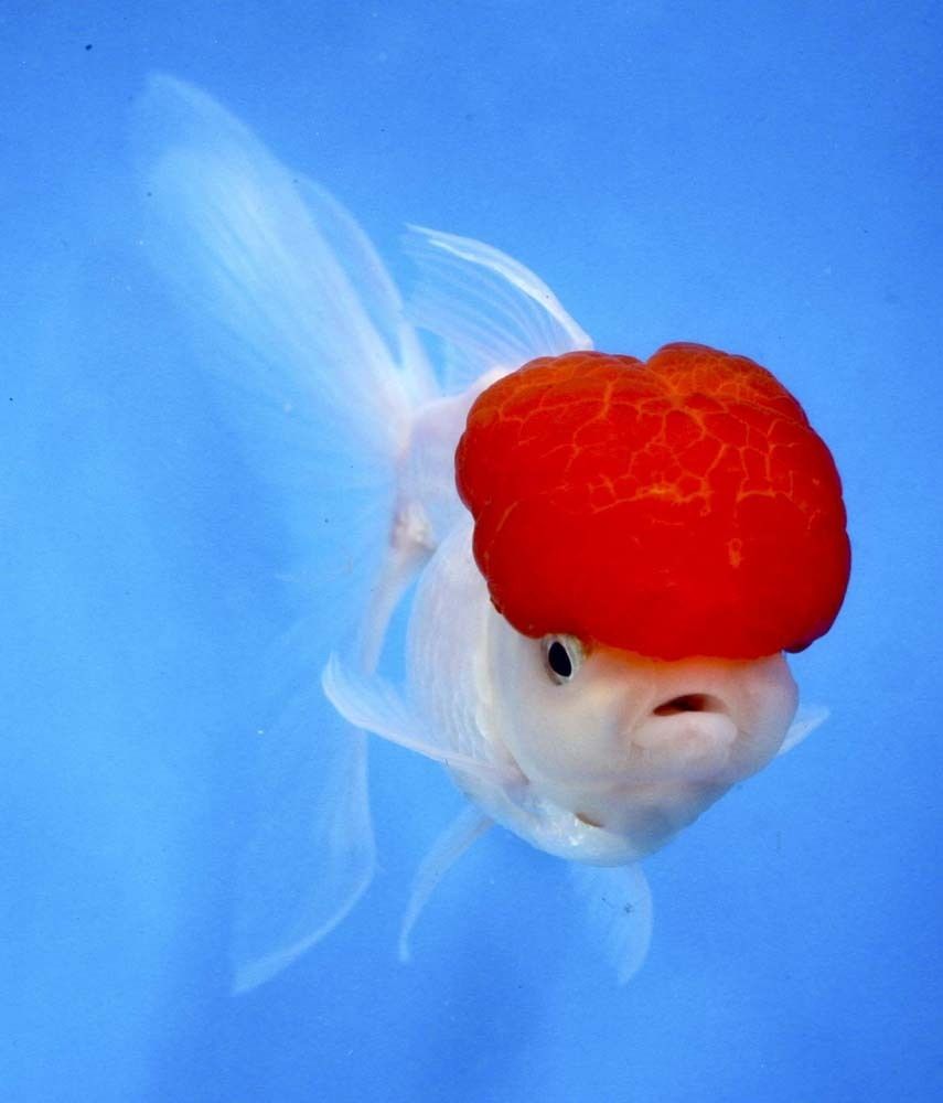 Cá vàng Oranda và cá Ranchu có phải là một không?