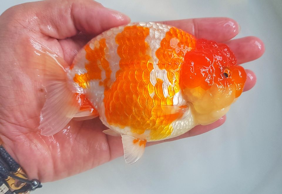 Hướng dẫn cách nuôi cá ranchu lên đầu, lên màu