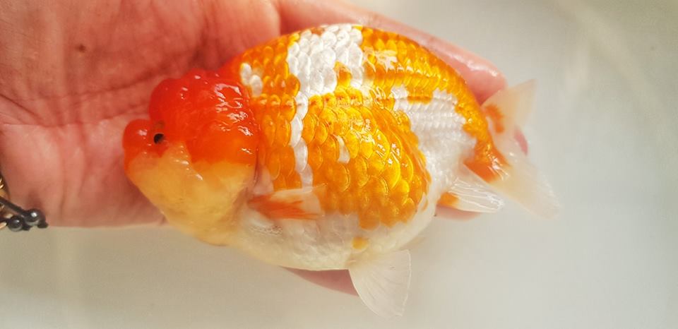 Hướng dẫn cách nuôi cá ranchu lên đầu, lên màu