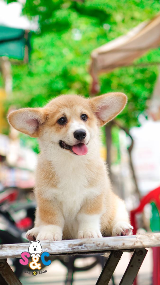 Cách nuôi chó Corgi đúng cách