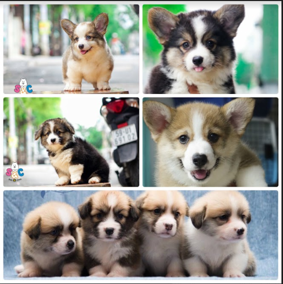 Cách nuôi chó Corgi đúng cách