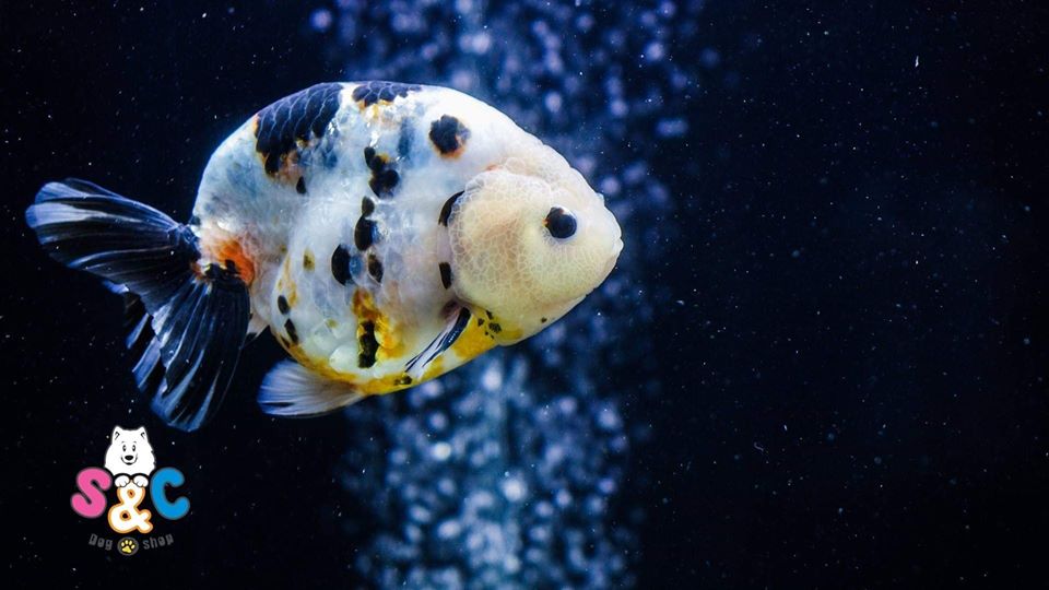 Cho cá vàng Ranchu ăn gì để “giữ dáng khỏe, mã đẹp”