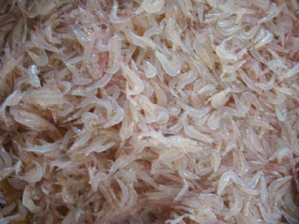Cho cá vàng Ranchu ăn gì để “giữ dáng khỏe, mã đẹp”