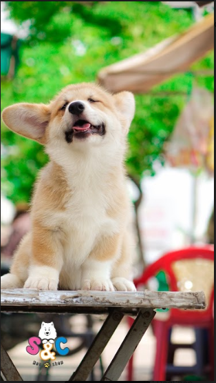 Hướng dẫn chọn và chăm sóc chó Corgi đẹp