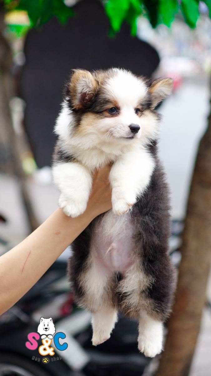 DUY NHẤT 1 NGÀY 01/01/2019 - CORGI CHẤT LƯỢNG CAO 20 TRIỆU / 1 CON