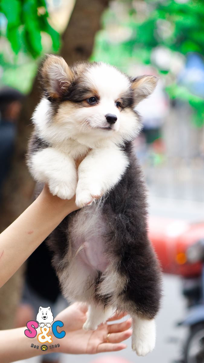 DUY NHẤT 1 NGÀY 01/01/2019 - CORGI CHẤT LƯỢNG CAO 20 TRIỆU / 1 CON