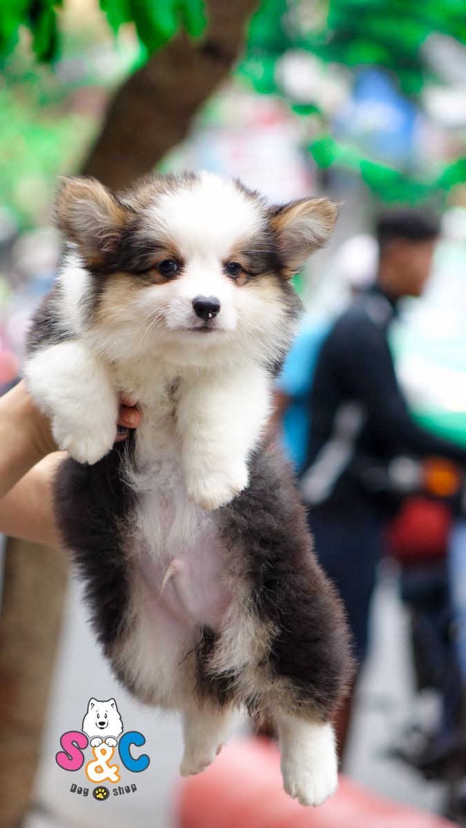 DUY NHẤT 1 NGÀY 01/01/2019 - CORGI CHẤT LƯỢNG CAO 20 TRIỆU / 1 CON