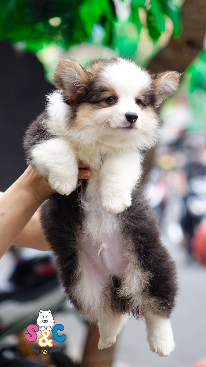 DUY NHẤT 1 NGÀY 01/01/2019 - CORGI CHẤT LƯỢNG CAO 20 TRIỆU / 1 CON