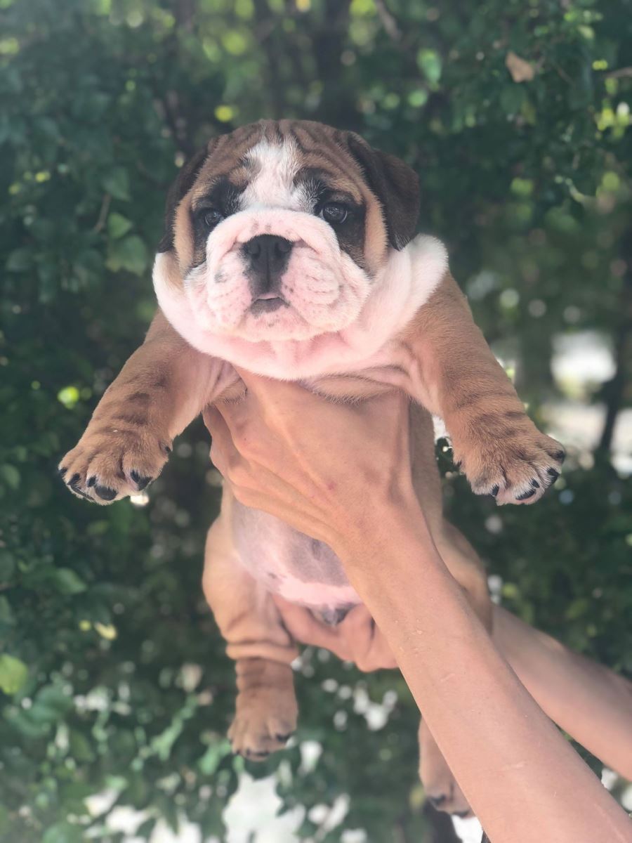 SUPER EVENT - BULL DOG CHỈ 15 TRIỆU