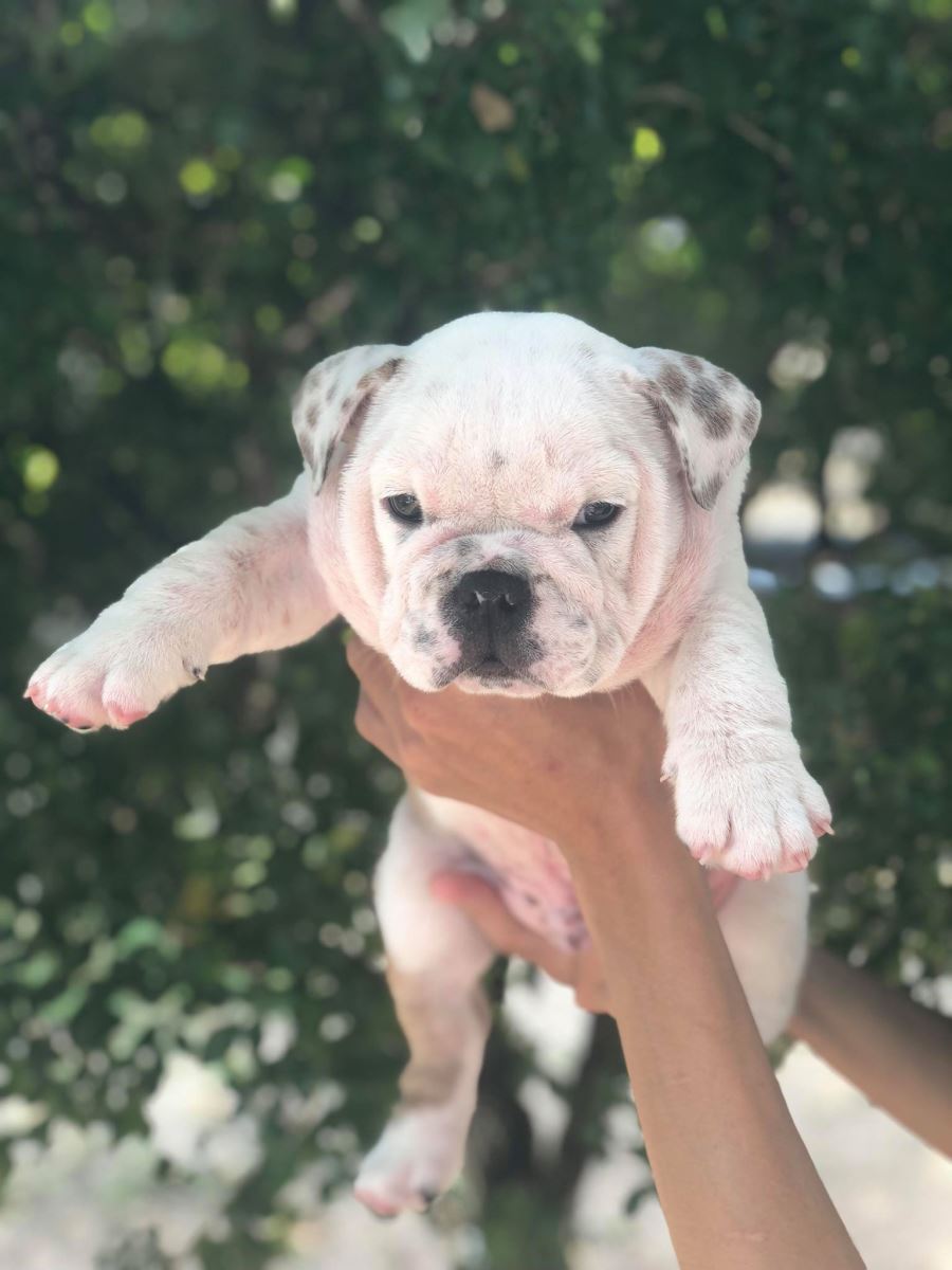 SUPER EVENT - BULL DOG CHỈ 15 TRIỆU