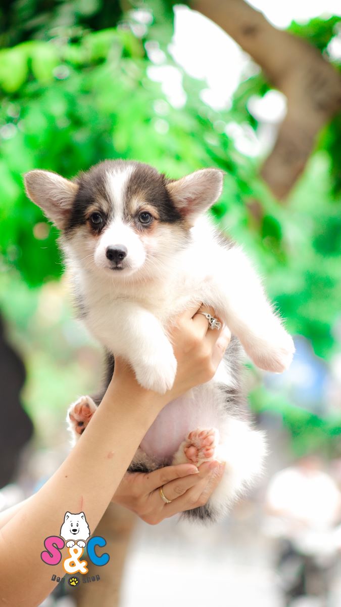 DUY NHẤT 1 NGÀY 01/01/2019 - CORGI CHẤT LƯỢNG CAO 20 TRIỆU / 1 CON