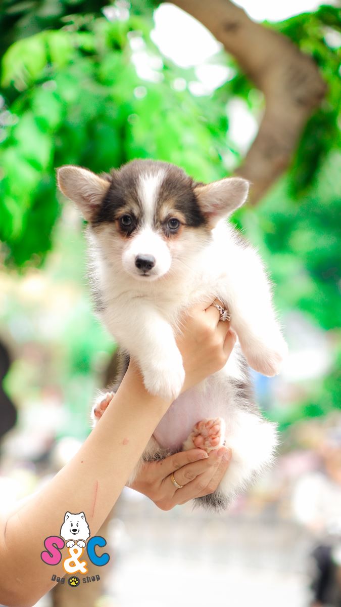 DUY NHẤT 1 NGÀY 01/01/2019 - CORGI CHẤT LƯỢNG CAO 20 TRIỆU / 1 CON