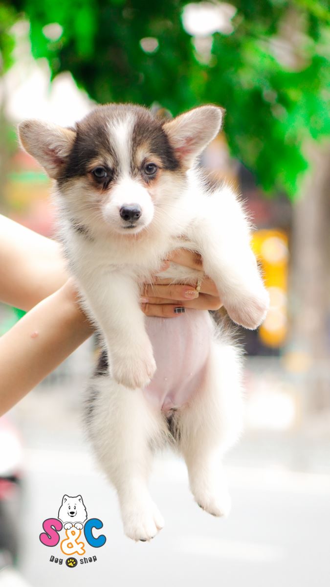 DUY NHẤT 1 NGÀY 01/01/2019 - CORGI CHẤT LƯỢNG CAO 20 TRIỆU / 1 CON