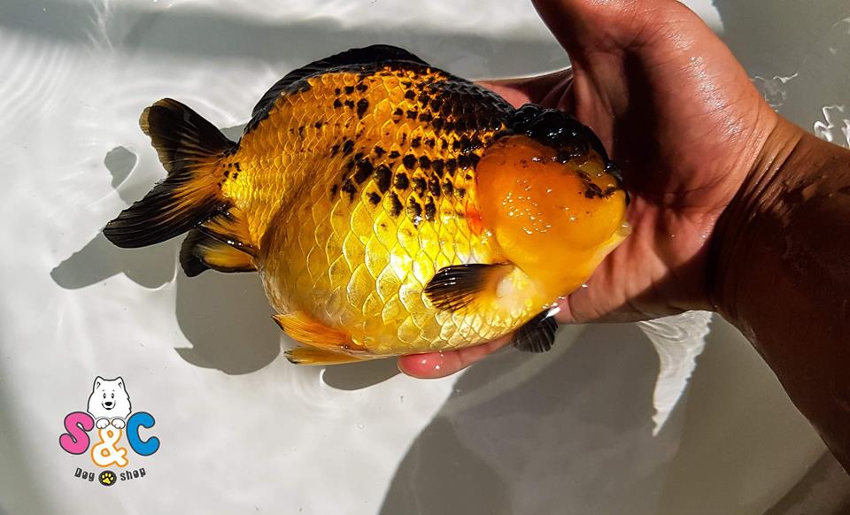 Đánh giá thị trường mua bán cá Oranda tại Tp Hồ Chí Minh