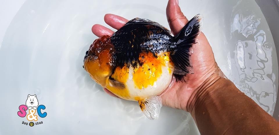 Đánh giá thị trường mua bán cá Oranda tại Tp Hồ Chí Minh