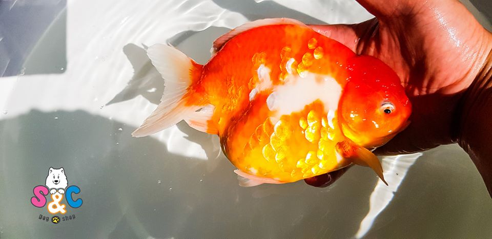 Đánh giá thị trường mua bán cá Oranda tại Tp Hồ Chí Minh