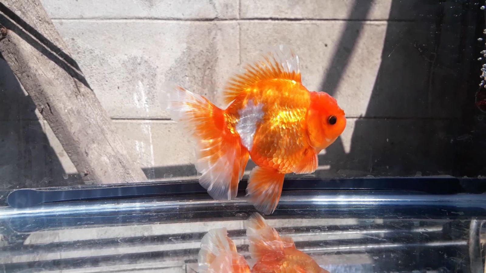 Bán Cá Oranda Thái Lan Cute Body