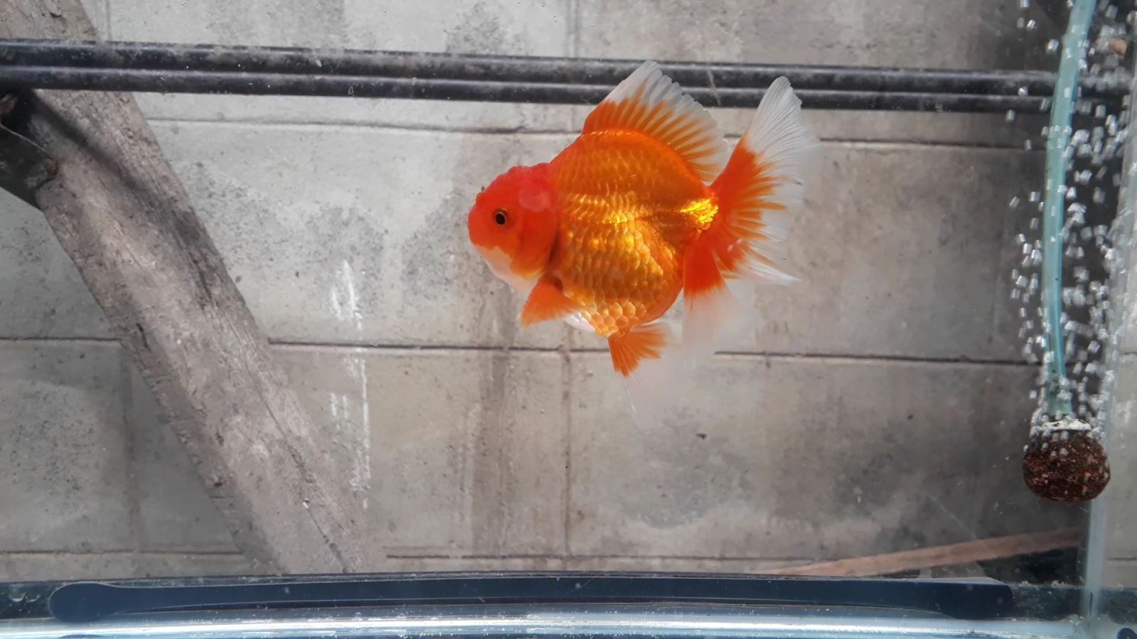 Bán Cá Oranda Thái Lan Cute Body