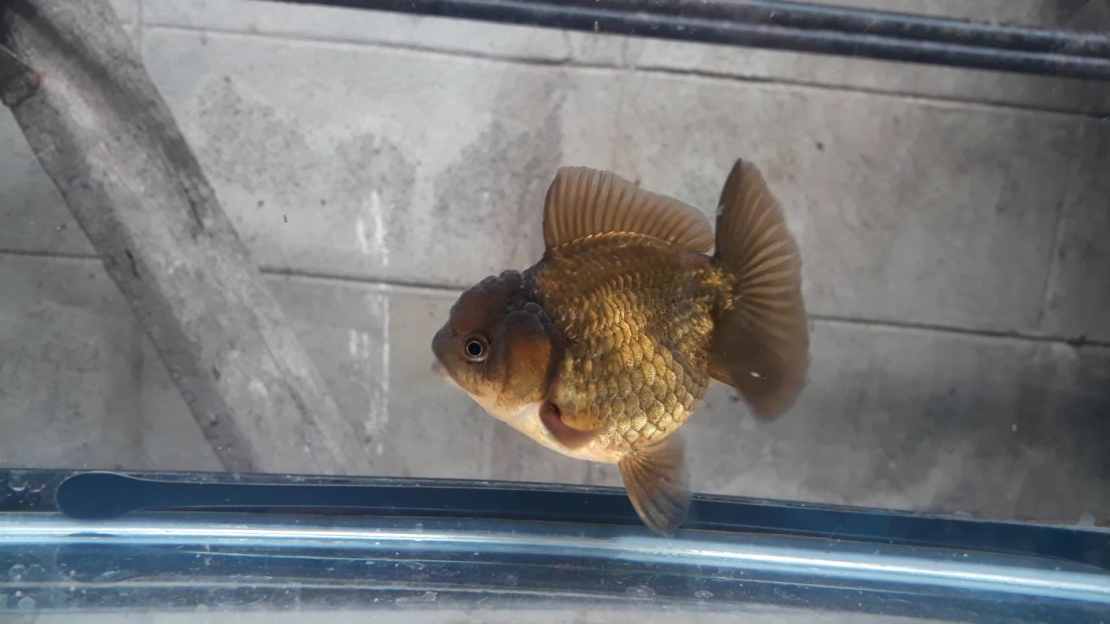 Bán Cá Oranda Thái Lan Cute Body