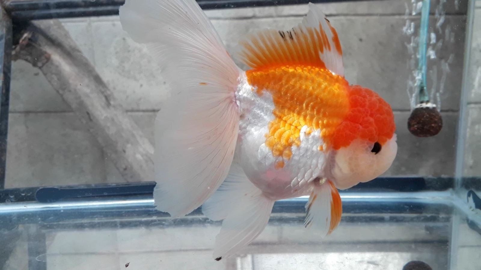 Bán Cá Oranda Thái Lan Cute Body