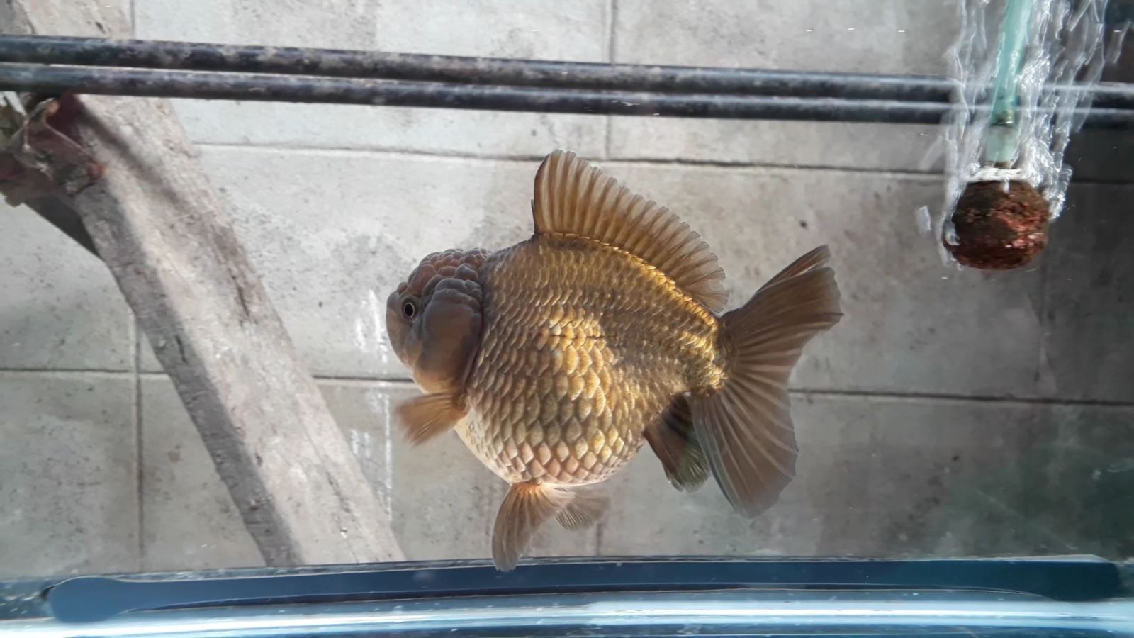 Bán Cá Oranda Thái Lan Cute Body