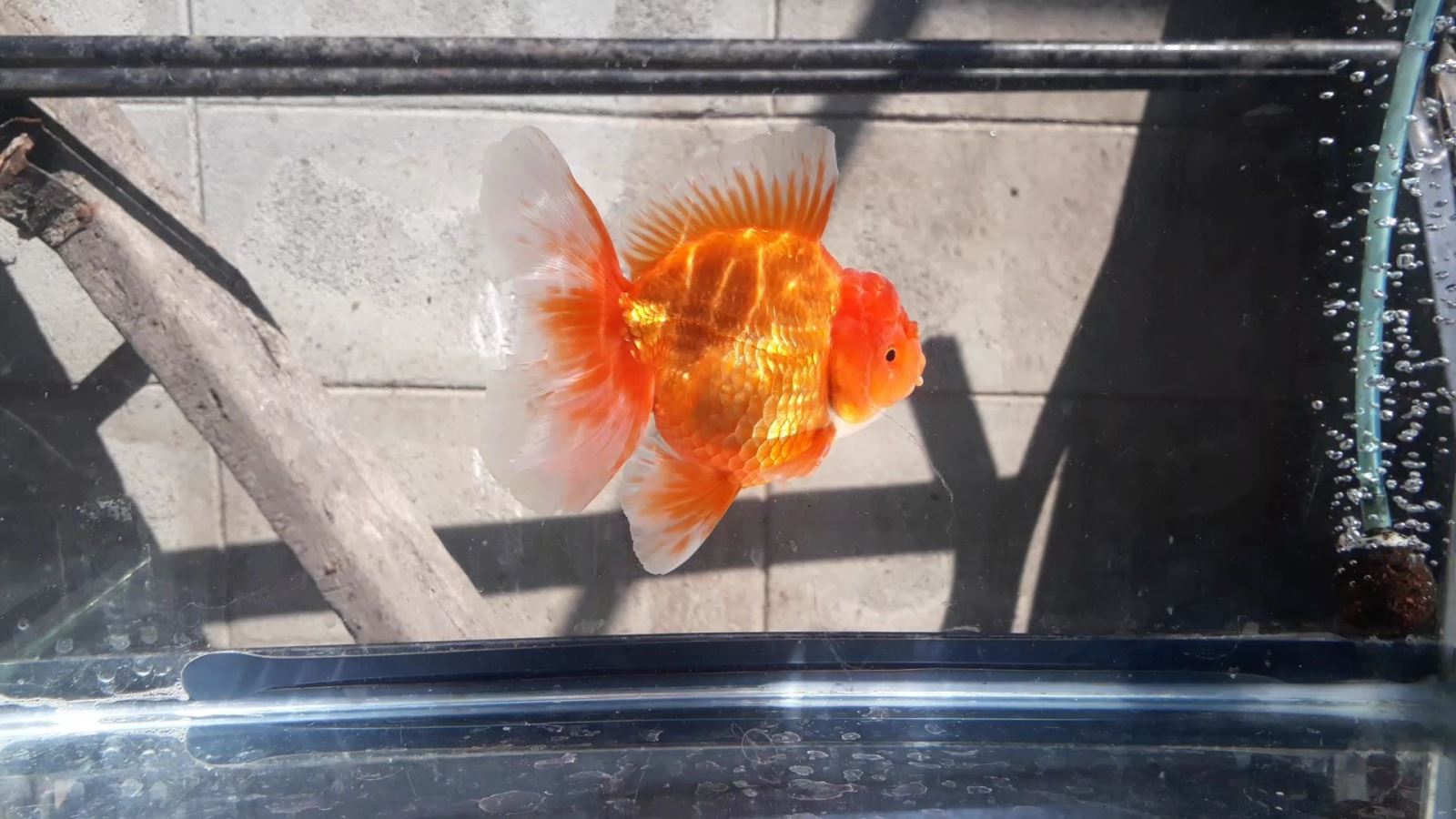 Bán Cá Oranda Thái Lan Cute Body