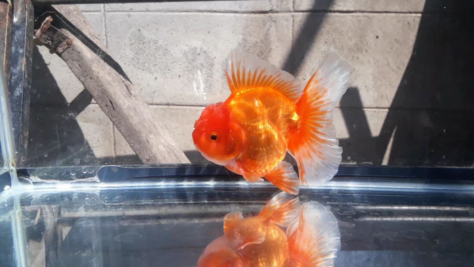 Bán Cá Oranda Thái Lan Cute Body
