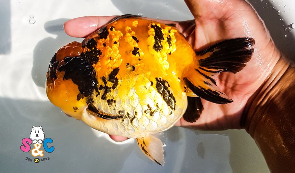 Một số lỗi cần tránh khi chọn mua cá vàng Oranda