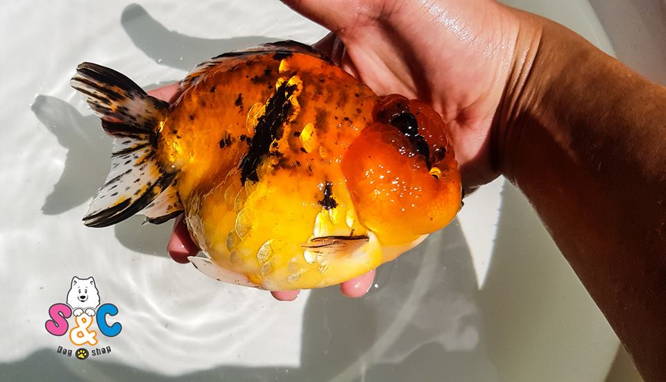 Một số lỗi cần tránh khi chọn mua cá vàng Oranda