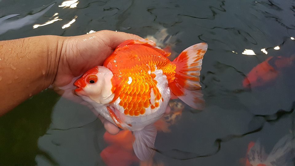 Người bán Ryukin kỳ cựu bật bí tiêu chuẩn chọn cá Ryukin chuẩn đẹp