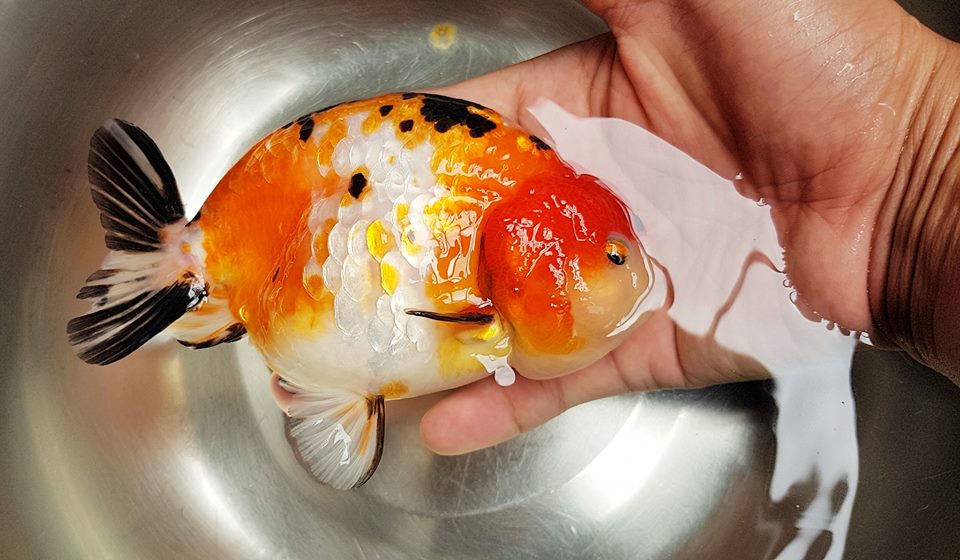 Nuôi cá ranchu sinh sản: những kinh nghiệm quý