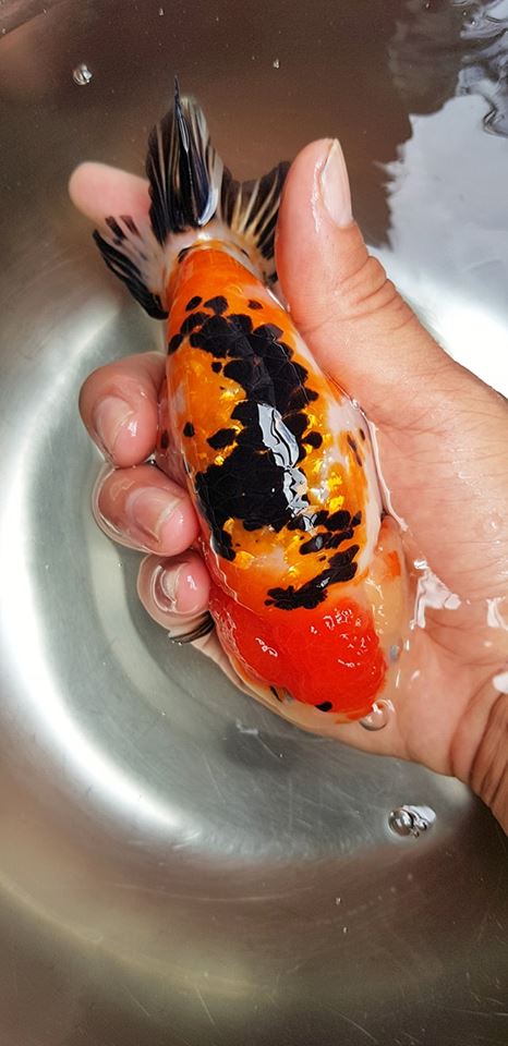 Nuôi cá ranchu sinh sản: những kinh nghiệm quý