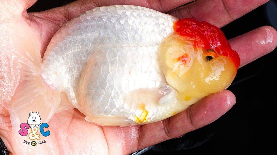 Nuôi cá vàng ranchu đẹp thuận phong thủy ắt thành công